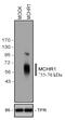 MCH receptor 1 antibody, 702618, Invitrogen Antibodies, Western Blot image 