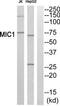 Regulator Of MON1-CCZ1 antibody, TA312736, Origene, Western Blot image 