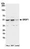 G-Rich RNA Sequence Binding Factor 1 antibody, A305-137A, Bethyl Labs, Western Blot image 
