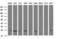 GTP-binding protein Rit2 antibody, LS-C172391, Lifespan Biosciences, Western Blot image 