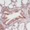 Biglycan antibody, FNab00895, FineTest, Immunohistochemistry frozen image 