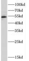 Cereblon antibody, FNab01954, FineTest, Western Blot image 