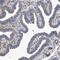 EF-Hand Calcium Binding Domain 7 antibody, HPA029613, Atlas Antibodies, Immunohistochemistry frozen image 