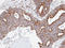 CPN3 antibody, LS-C185920, Lifespan Biosciences, Immunohistochemistry frozen image 