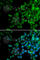 Enhancer Of Polycomb Homolog 1 antibody, A5807, ABclonal Technology, Immunofluorescence image 