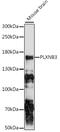 Plexin B3 antibody, 16-407, ProSci, Western Blot image 