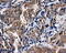 Atrial natriuretic peptide receptor 3 antibody, GTX84008, GeneTex, Immunohistochemistry paraffin image 