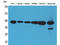 Interleukin 10 antibody, STJ96503, St John