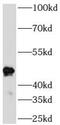Diphthamine Biosynthesis 6 antibody, FNab00734, FineTest, Western Blot image 