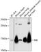 Myoglobin antibody, GTX54318, GeneTex, Western Blot image 