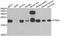 Peptidyl-TRNA Hydrolase 2 antibody, orb247456, Biorbyt, Western Blot image 