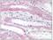 Vesicle Associated Membrane Protein 5 antibody, AP08598PU-N, Origene, Immunohistochemistry frozen image 
