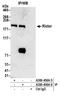 RPTOR Independent Companion Of MTOR Complex 2 antibody, A300-458A, Bethyl Labs, Immunoprecipitation image 