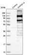 S-tag epitope tag antibody, NBP1-83414, Novus Biologicals, Western Blot image 