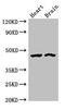Cystathionine Gamma-Lyase antibody, CSB-PA006160LA01HU, Cusabio, Western Blot image 