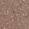 Zinc Finger Protein 653 antibody, NBP1-86828, Novus Biologicals, Immunohistochemistry frozen image 