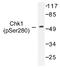 Serine/threonine-protein kinase Chk1 antibody, AP01553PU-N, Origene, Western Blot image 