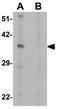 Oligodendrocyte Transcription Factor 2 antibody, GTX31569, GeneTex, Western Blot image 