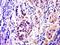 T Cell Activation Inhibitor, Mitochondrial antibody, orb156047, Biorbyt, Immunohistochemistry paraffin image 