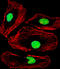 Methyl-CpG-binding domain protein 2 antibody, LS-C157879, Lifespan Biosciences, Immunofluorescence image 