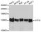 SPIN antibody, LS-C747543, Lifespan Biosciences, Western Blot image 