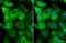 Nestin antibody, GTX116066, GeneTex, Immunofluorescence image 