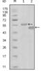 EPH Receptor A6 antibody, abx010725, Abbexa, Enzyme Linked Immunosorbent Assay image 