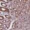 Ubiquitin carboxyl-terminal hydrolase 17 antibody, HPA045642, Atlas Antibodies, Immunohistochemistry frozen image 