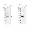Family With Sequence Similarity 221 Member A antibody, NBP1-90513, Novus Biologicals, Western Blot image 