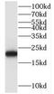 20 kDa myosin light chain antibody, FNab05491, FineTest, Western Blot image 