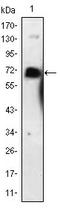 p75 ICD antibody, AM06398SU-N, Origene, Western Blot image 