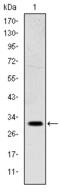 Msh Homeobox 1 antibody, M01701, Boster Biological Technology, Western Blot image 