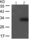 Ribosomal Protein S6 antibody, TA323450, Origene, Western Blot image 