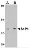 Sphingosine 1-phosphate receptor 1 antibody, 4809, ProSci Inc, Western Blot image 