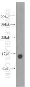 NGB antibody, 13499-1-AP, Proteintech Group, Western Blot image 