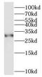 ORAI Calcium Release-Activated Calcium Modulator 3 antibody, FNab06004, FineTest, Western Blot image 