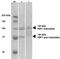 Heat Shock Transcription Factor 1 antibody, NBP2-42205, Novus Biologicals, Western Blot image 