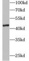 Aspartate aminotransferase, cytoplasmic antibody, FNab03567, FineTest, Western Blot image 