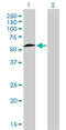 Nuclear Respiratory Factor 1 antibody, LS-C105005, Lifespan Biosciences, Western Blot image 