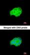 ompF antibody, orb13626, Biorbyt, Immunofluorescence image 