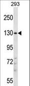 Phosphatidylinositol Transfer Protein Membrane Associated 2 antibody, LS-C163741, Lifespan Biosciences, Western Blot image 
