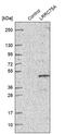 Leucine Rich Repeat Containing 75A antibody, PA5-55891, Invitrogen Antibodies, Western Blot image 