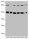 YME1 Like 1 ATPase antibody, LS-C676722, Lifespan Biosciences, Western Blot image 