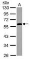 SIL1 Nucleotide Exchange Factor antibody, PA5-30798, Invitrogen Antibodies, Western Blot image 