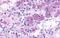 Neuropeptides B And W Receptor 1 antibody, GTX70567, GeneTex, Immunohistochemistry paraffin image 