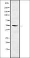 Apolipoprotein L3 antibody, orb338013, Biorbyt, Western Blot image 