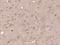 Deoxyribonuclease 1 Like 2 antibody, orb183171, Biorbyt, Immunohistochemistry paraffin image 