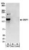 Glutamate Receptor Interacting Protein 1 antibody, A304-003A, Bethyl Labs, Western Blot image 