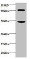 Mcp3 antibody, A51693-100, Epigentek, Western Blot image 