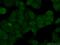 DNA Polymerase Alpha 2, Accessory Subunit antibody, 21778-1-AP, Proteintech Group, Immunofluorescence image 